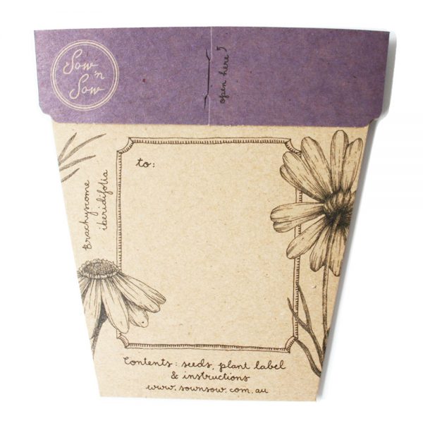 SWAN RIVER DAISY GIFT OF SEEDS