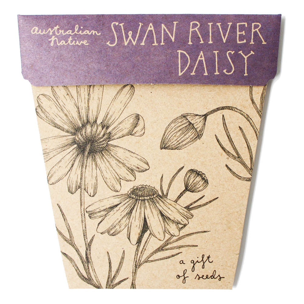 SWAN RIVER DAISY GIFT OF SEEDS
